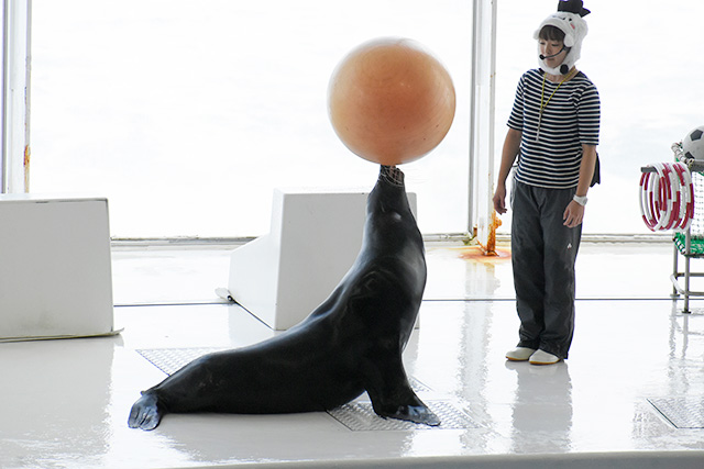 アシカショーの様子/アクアワールド茨城県大洗水族館(大洗町)
