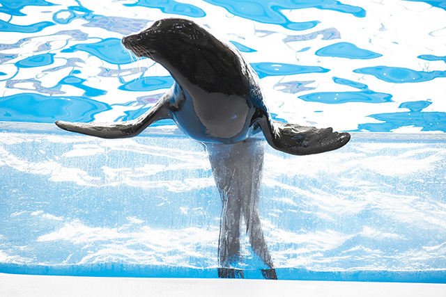 アシカショーの様子/アクアワールド茨城県大洗水族館(大洗町)