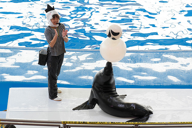 アシカショーの様子/アクアワールド茨城県大洗水族館(大洗町)