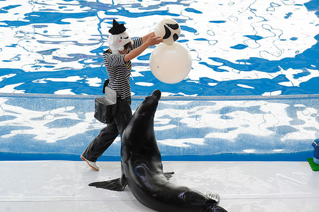 アシカショーの様子/アクアワールド茨城県大洗水族館(大洗町)