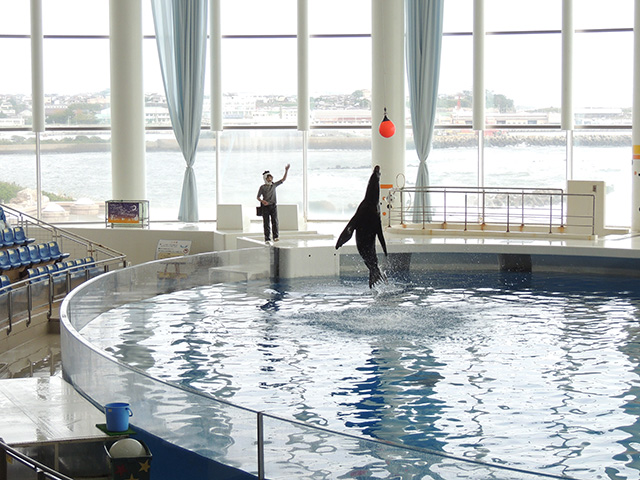 アシカショーの様子/アクアワールド茨城県大洗水族館(大洗町)