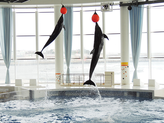 イルカショーの様子/アクアワールド茨城県大洗水族館(大洗町)