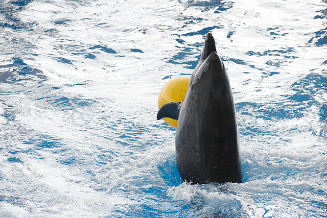 ボールを持つイルカ/アクアワールド茨城県大洗水族館(大洗町)