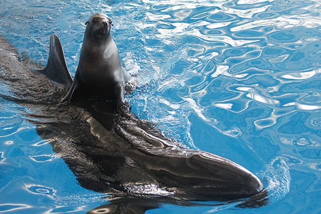 イルカとアシカのコラボパフォーマンス/アクアワールド茨城県大洗水族館(大洗町)