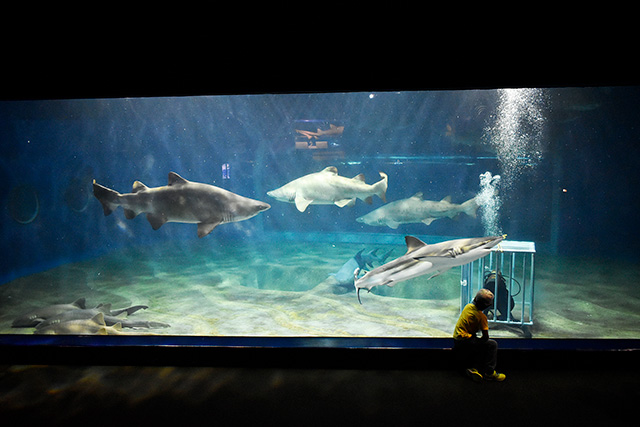 水槽の潜水清掃のシーン/アクアワールド茨城県大洗水族館(大洗町)