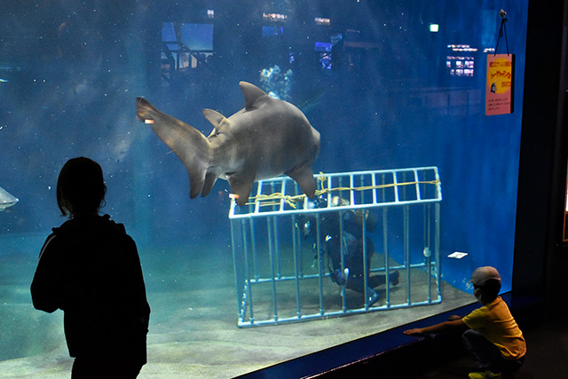 大型のサメがいる水槽にいるダイバー/アクアワールド茨城県大洗水族館(大洗町)