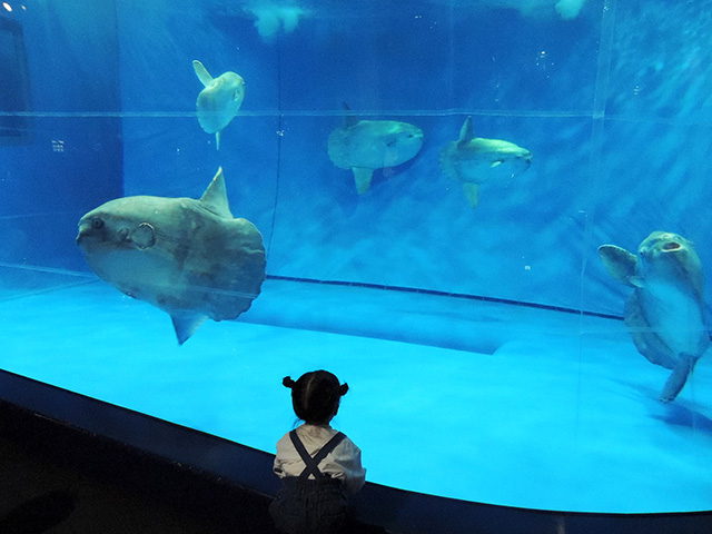 マンボウの水槽/アクアワールド茨城県大洗水族館(大洗町)
