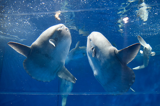 マンボウのエサやりの様子/アクアワールド茨城県大洗水族館(大洗町)