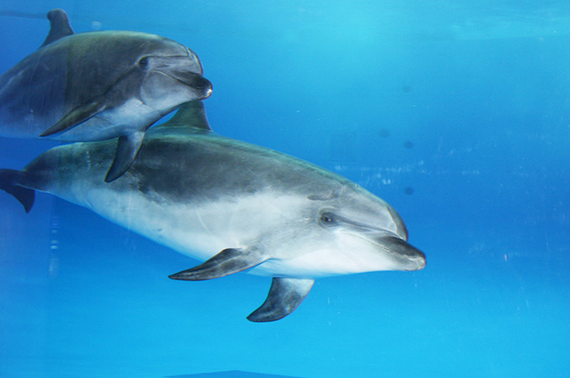 人なつこいバンドウイルカ/アクアワールド茨城県大洗水族館(大洗町)