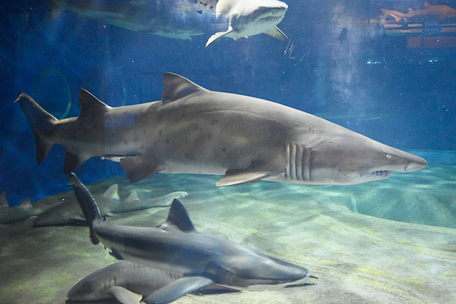 水槽を泳ぐシロワニたち/アクアワールド茨城県大洗水族館(大洗町)