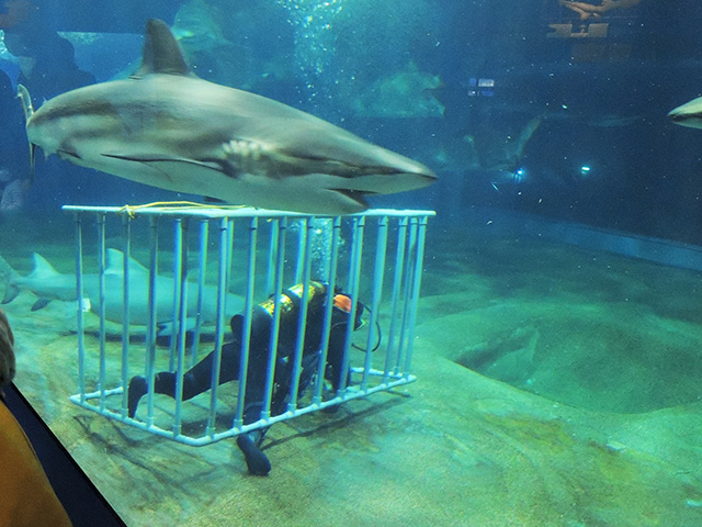 清掃中のダイバー/アクアワールド茨城県大洗水族館(大洗町)