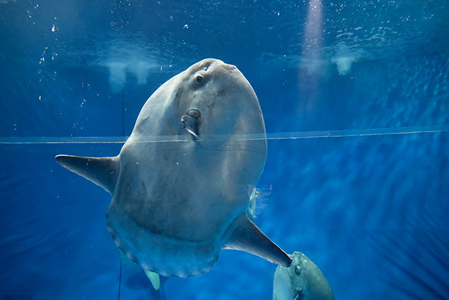 マンボウ/アクアワールド茨城県大洗水族館(大洗町)