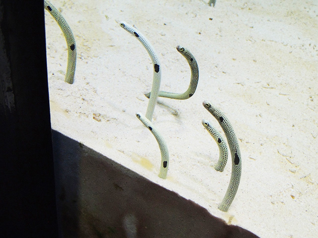昼のチンアナゴたち/アクアワールド茨城県大洗水族館(大洗町)