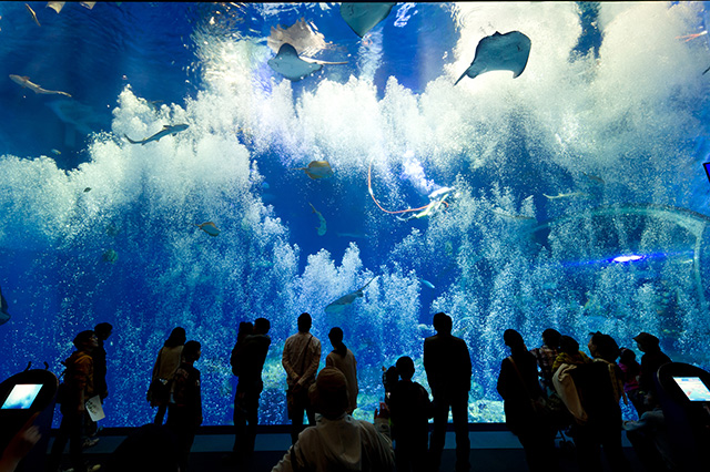 「出会いの海の大水槽」/アクアワールド茨城県大洗水族館(大洗町)