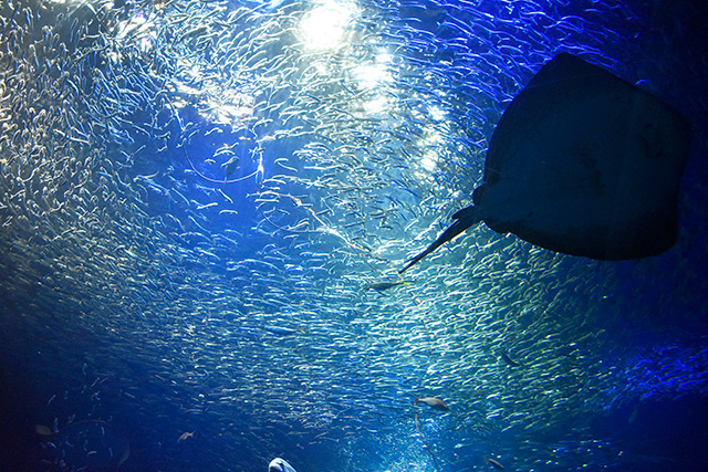 エイやイワシの群れ/アクアワールド茨城県大洗水族館(大洗町)