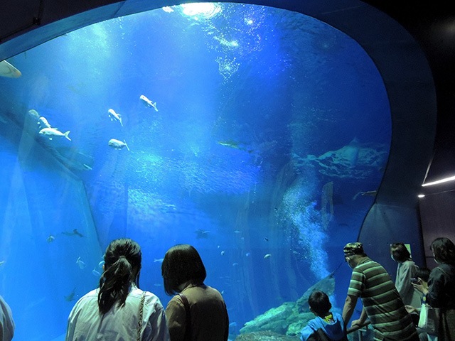 横から水槽内を観察できるスペース/アクアワールド茨城県大洗水族館(大洗町)