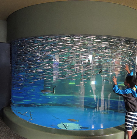 「大洗の生物水槽」のマイワシ/アクアワールド茨城県大洗水族館(大洗町)