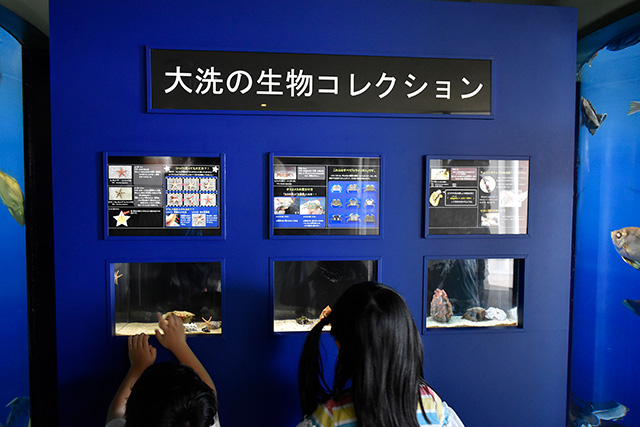 「大洗の生物コレクション」コーナー/アクアワールド茨城県大洗水族館(大洗町)