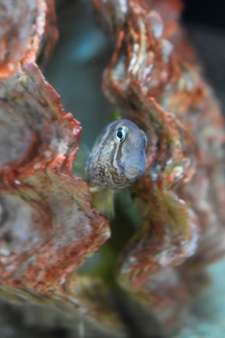 貝から顔を出すナベカ/アクアワールド茨城県大洗水族館(大洗町)