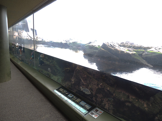 「海藻の海水槽」/アクアワールド茨城県大洗水族館(大洗町)