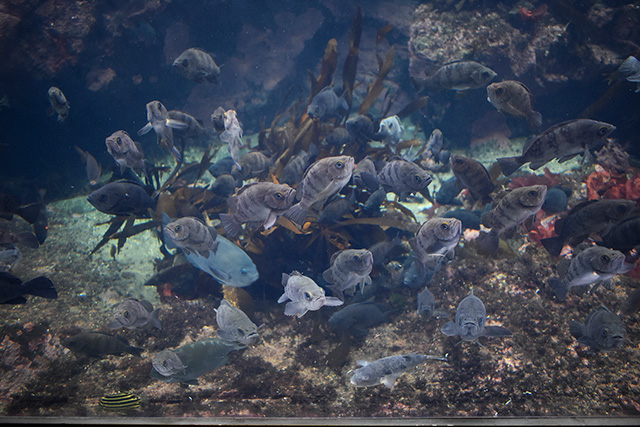 シロメバル/アクアワールド茨城県大洗水族館(大洗町)