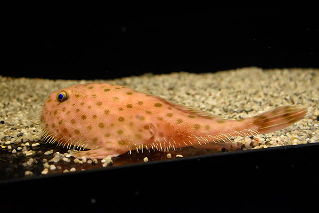 ミドリフサアンコウ/アクアワールド茨城県大洗水族館(大洗町)