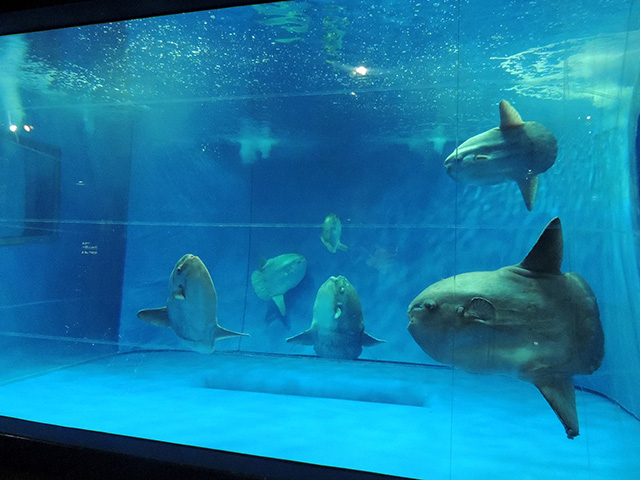 6匹のマンボウ/アクアワールド茨城県大洗水族館(大洗町)