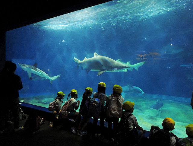 サメの仲間のシロワニ/アクアワールド茨城県大洗水族館(大洗町)