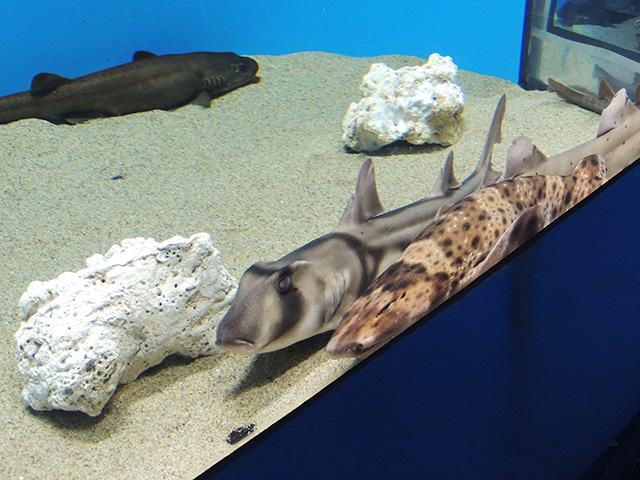ポートジャクソンシャーク(左)スウェルシャーク(右)/アクアワールド茨城県大洗水族館(大洗町)