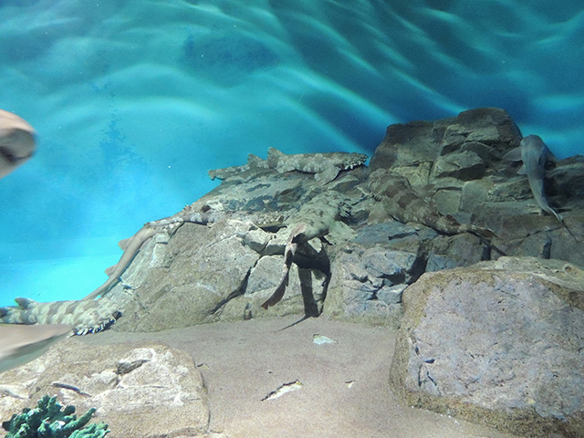 岩場に隠れるサメ/アクアワールド茨城県大洗水族館(大洗町)