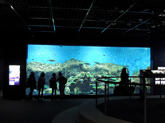 サンゴ礁や熱帯魚がいる「沖縄の海水槽」/アクアワールド茨城県大洗水族館(大洗町)