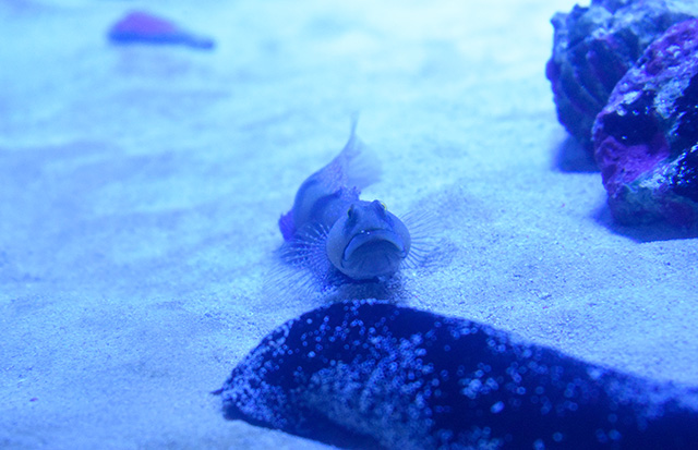 ギンガハゼ/アクアワールド茨城県大洗水族館(大洗町)