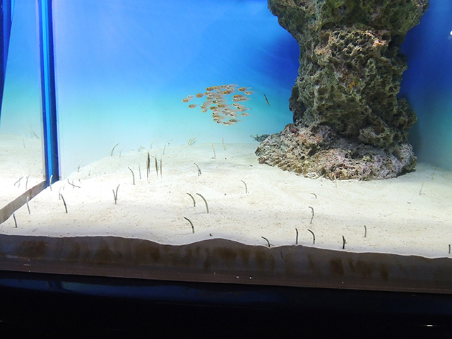 「サンゴ礁の砂地水槽」のチンアナゴ/アクアワールド茨城県大洗水族館(大洗町)