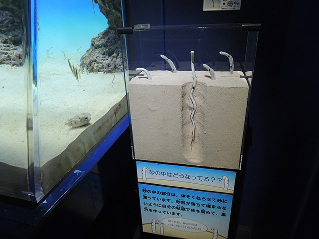 チンアナゴの解説/アクアワールド茨城県大洗水族館(大洗町)