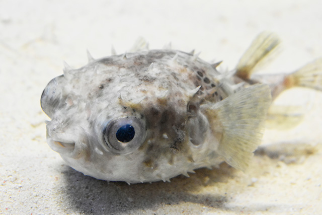 メイタイシガキフグ/アクアワールド茨城県大洗水族館(大洗町)