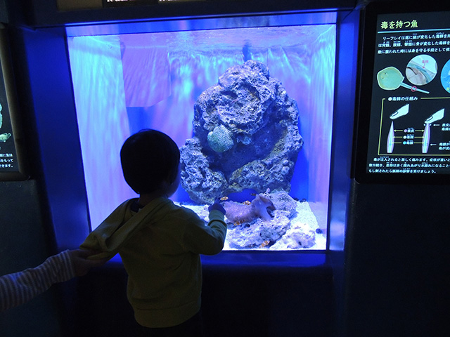 “毒を持つ魚”にキッズも興味津々/アクアワールド茨城県大洗水族館(大洗町)