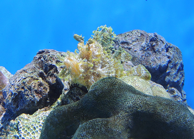 ホウセキカサゴ/アクアワールド茨城県大洗水族館(大洗町)