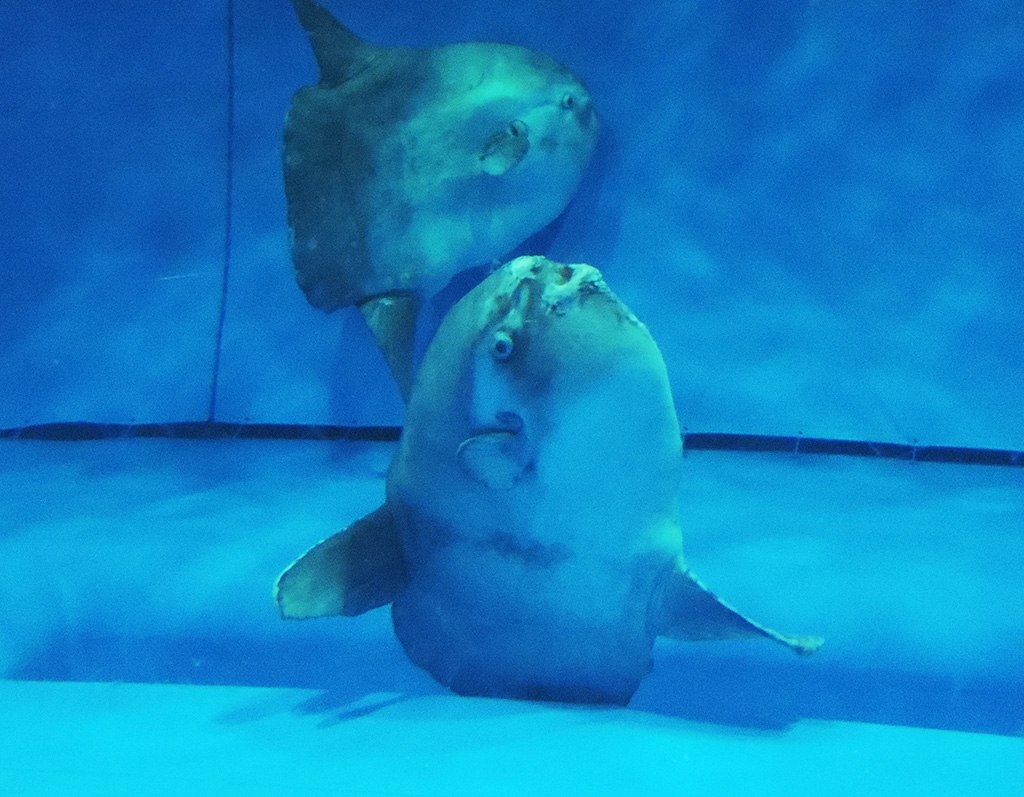 アクアワールド茨城県大洗水族館のマンボウ(茨城県/大洗町)