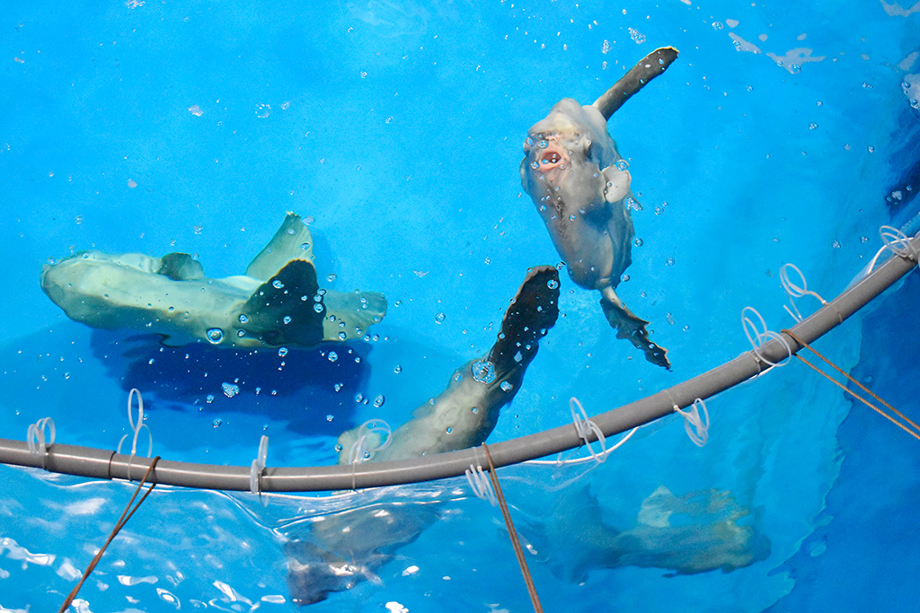 上から見たマンボウ水槽/アクアワールド茨城県大洗水族館(大洗町) )