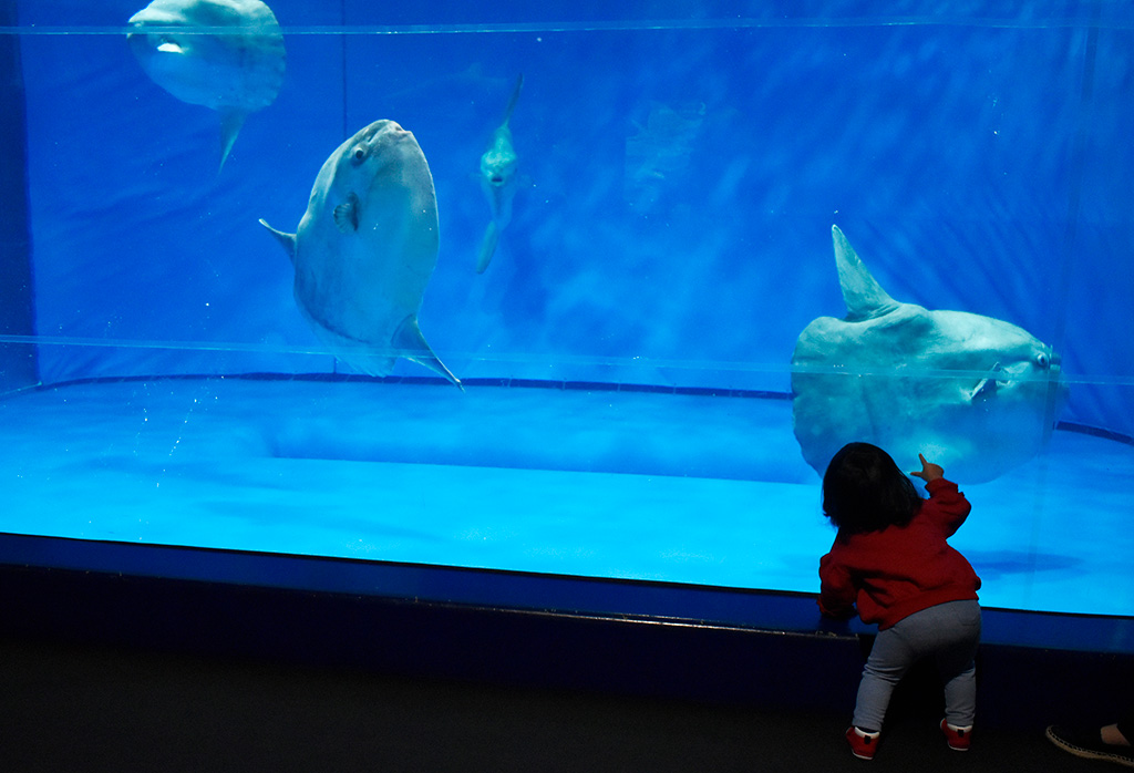 アクアワールド茨城県大洗水族館のマンボウ(茨城県/大洗町)