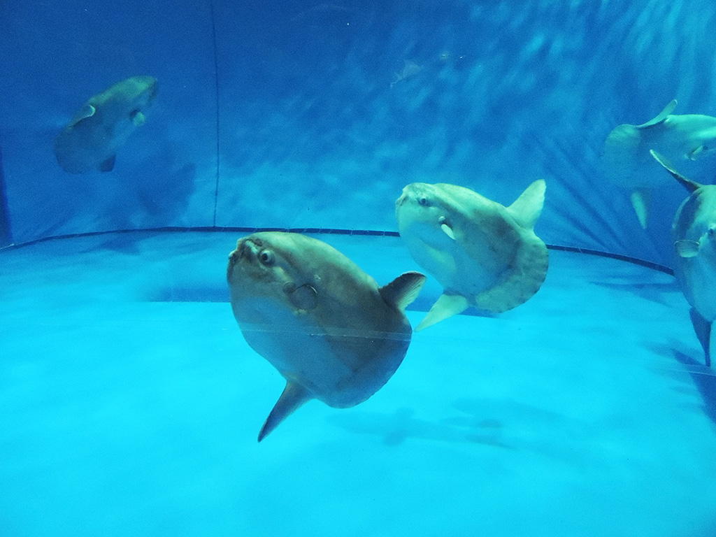 同じ方向を向く2匹のマンボウ/アクアワールド茨城県大洗水族館(茨城県/大洗町)