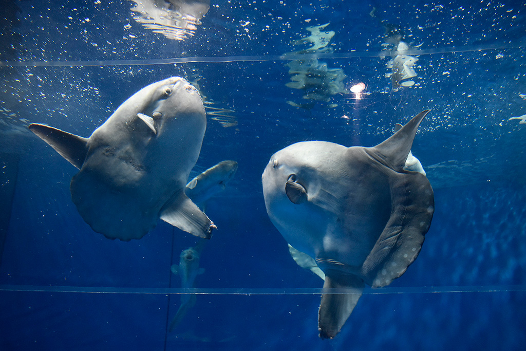 アクアワールド茨城県大洗水族館のマンボウ(茨城県/大洗町)