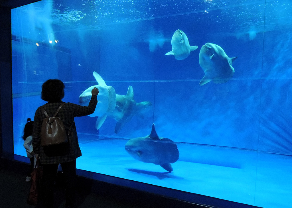 大きな水槽がマンボウの複数飼育・展示には必須/アクアワールド茨城県大洗水族館(茨城県/大洗町)