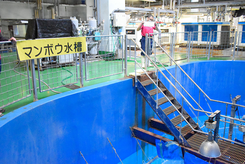 マンボウの食事シーンを上から見学/アクアワールド茨城県大洗水族館(茨城県/大洗町)