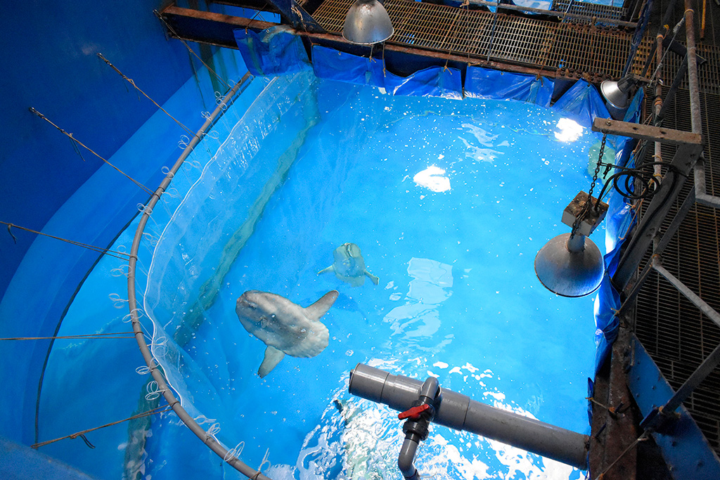 アクアワールド茨城県大洗水族館のマンボウ水槽(茨城県/大洗町)