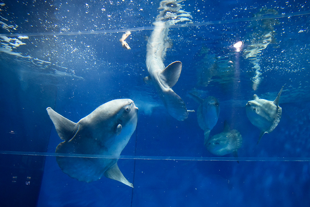 マンボウの食事シーン/アクアワールド茨城県大洗水族館(茨城県/大洗町)