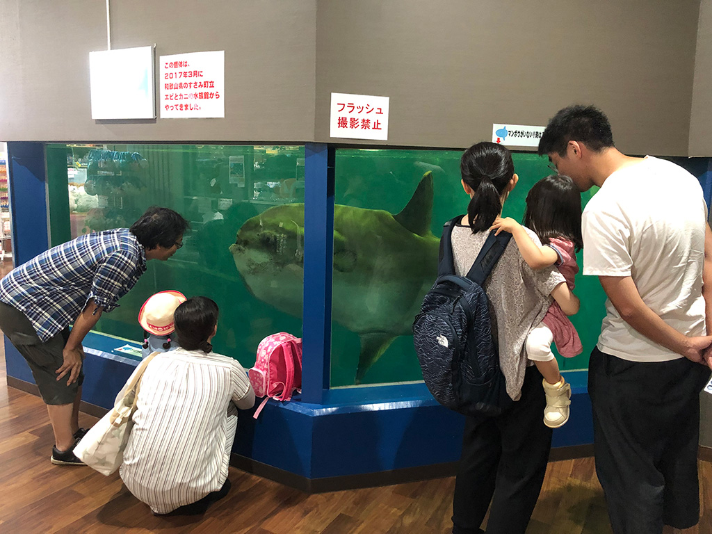 越前松島水族館のマンボウ水槽(福井県/坂井市)