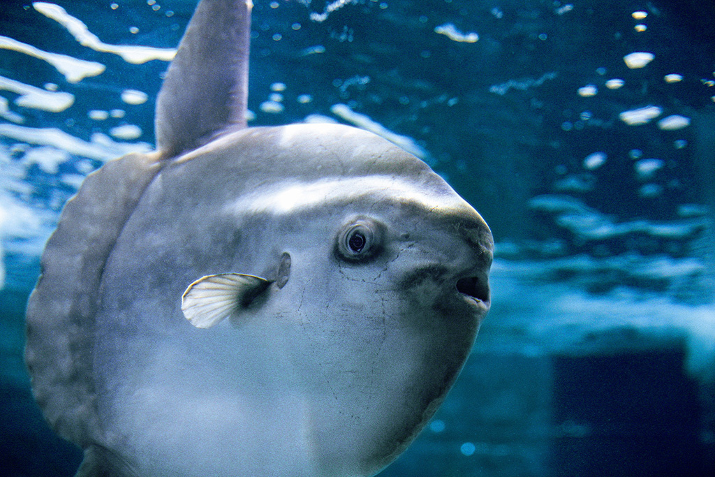 下関市立しものせき水族館 海響館のマンボウ(山口県)