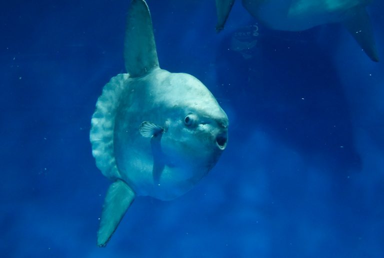 日本でマンボウに会える水族館は？マンボウはフグの仲間!? ヒレや泳ぎ方に注目！ | るるぶKids