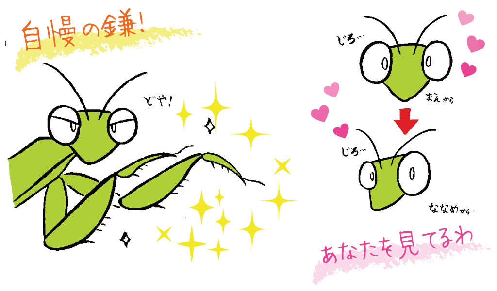 カマキリの特徴 ここが人気!